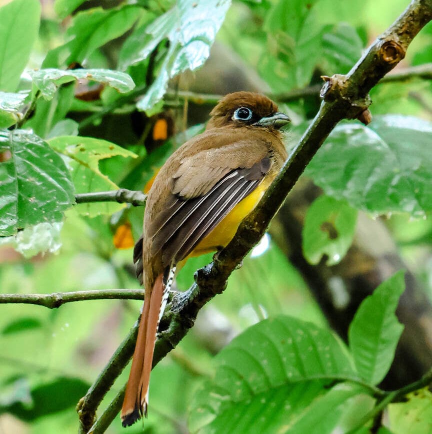 Corcovado Nationalpark Costa Rica Vogel