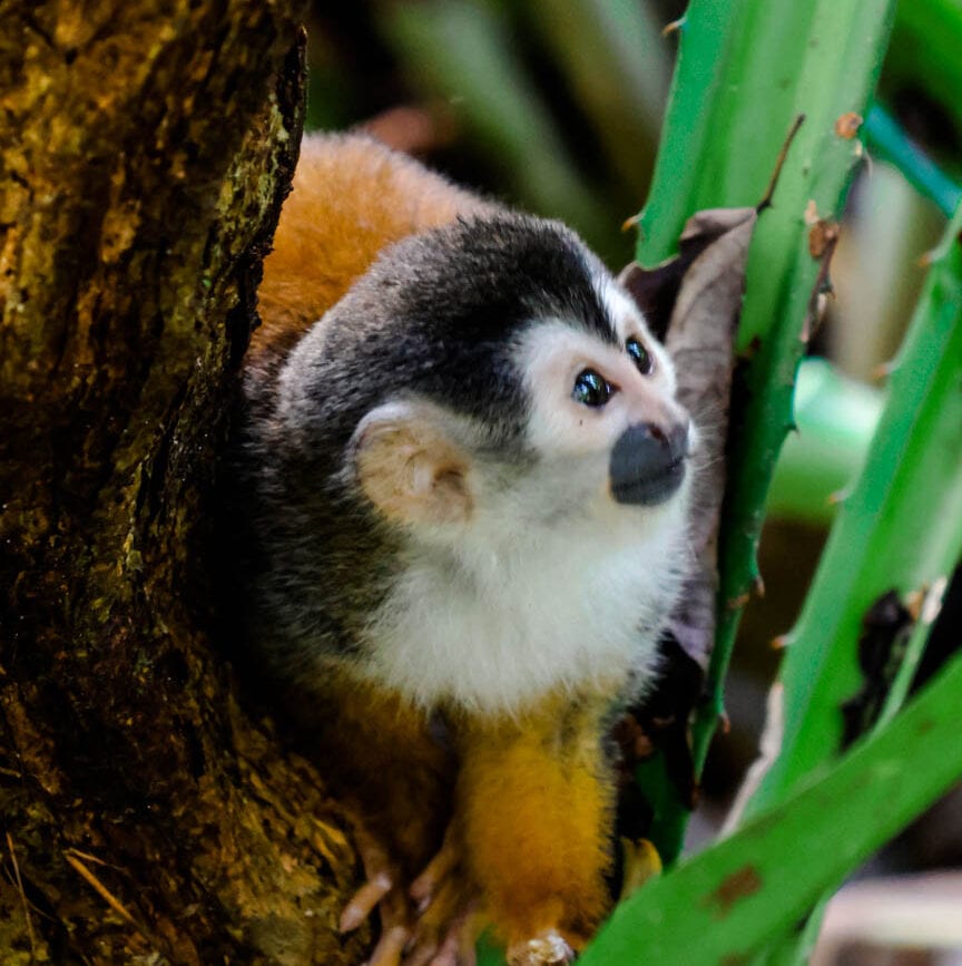 costa rica rundreise corcovado nationalpark