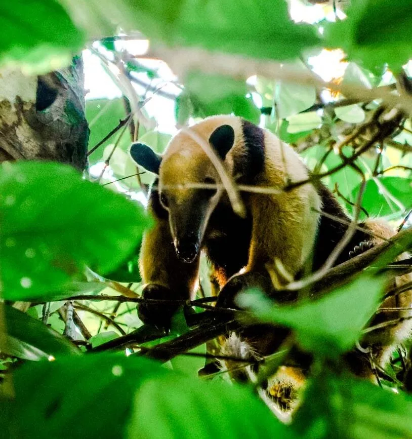 costa rica rundreise corcovado nationalpark 9 costa rica rundreise corcovado nationalpark 9