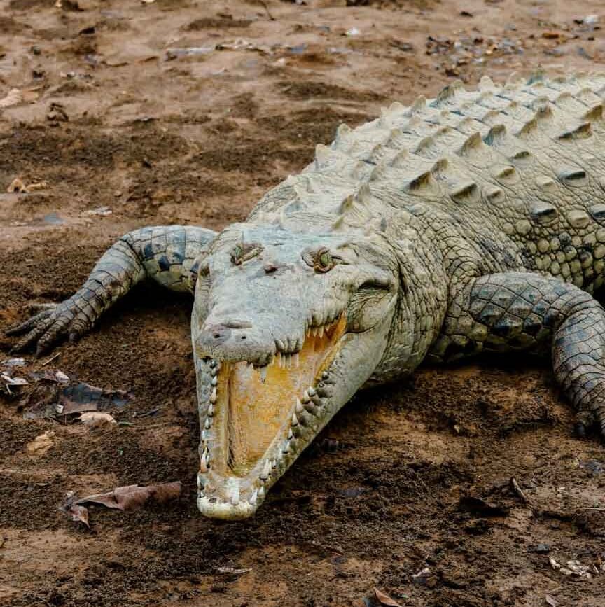 costa rica rundreise crocodile tour 2