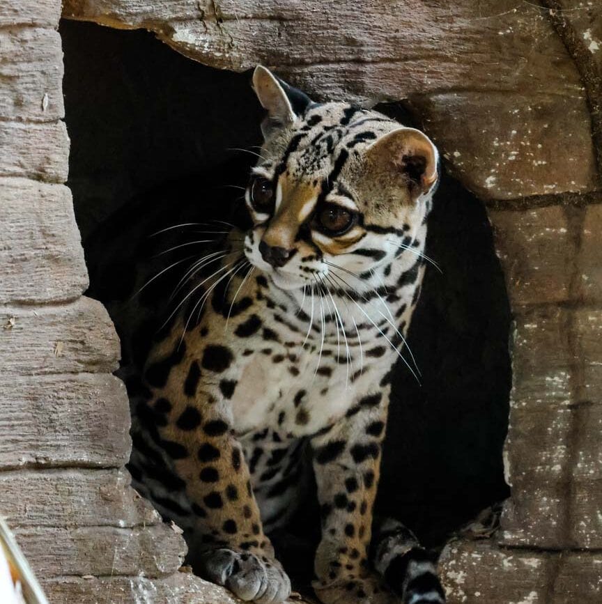 costa rica rundreise Jaguar Rescue Center