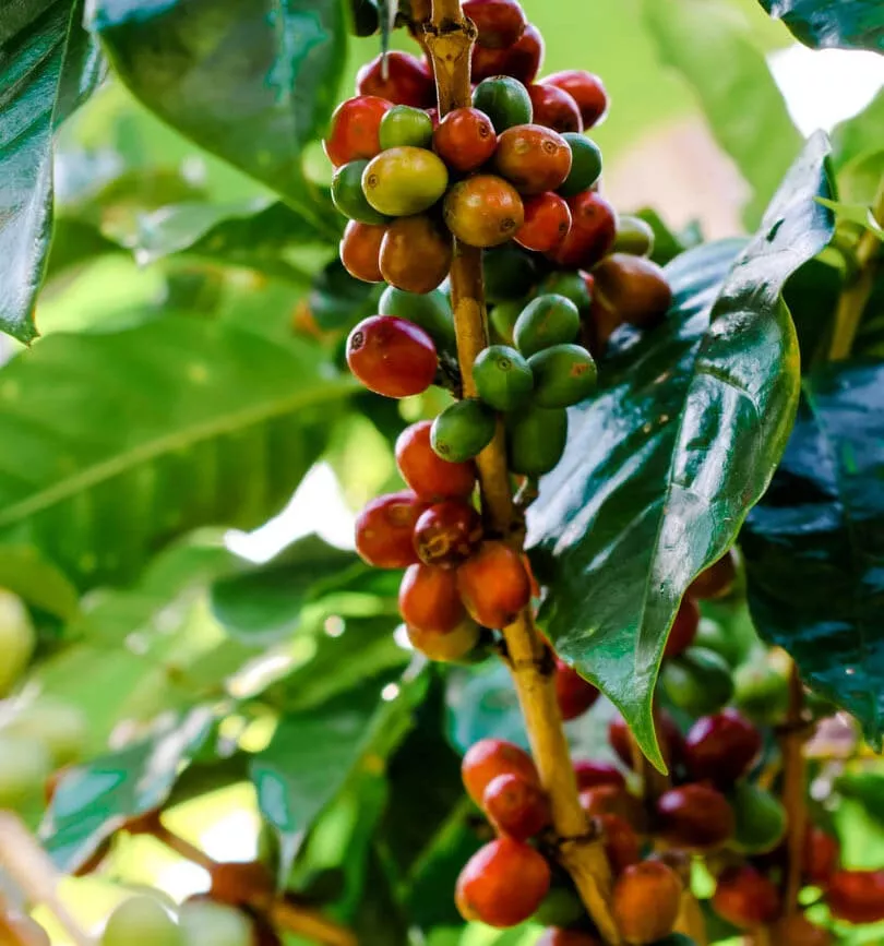 costa rica rundreise Kaffee-Tour 3