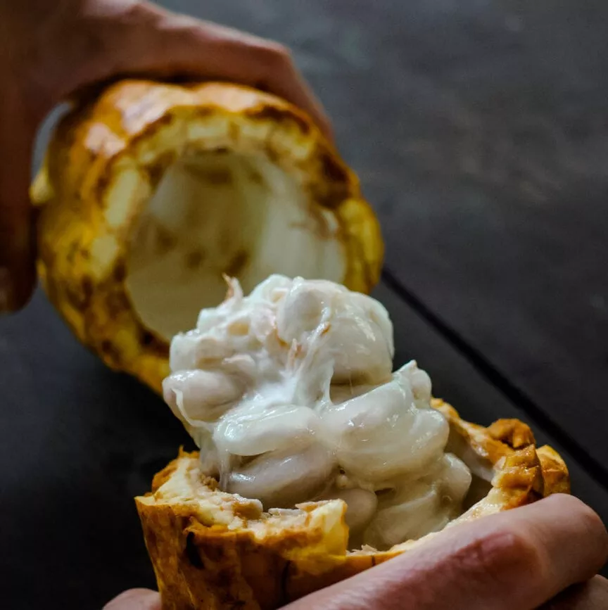 costa rica rundreise la fortuna chocolate tour 2 costa rica rundreise la fortuna chocolate tour 2