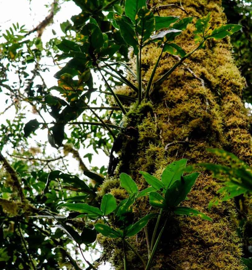 costa rica rundreise Monteverde Cloud Forest Reserva