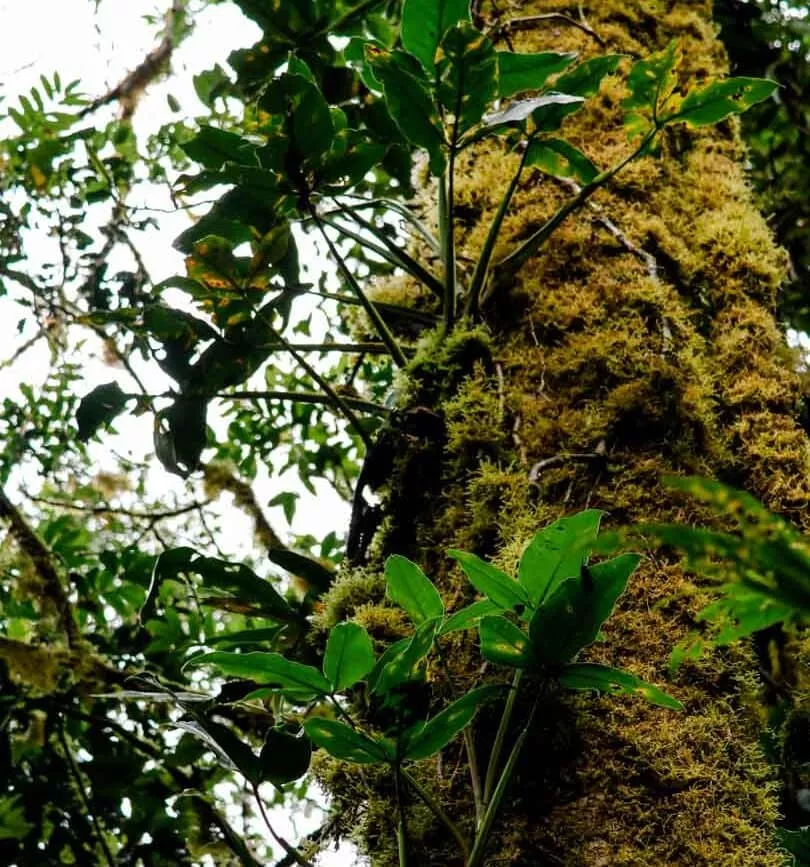 costa rica rundreise Monteverde Cloud Forest Reserva