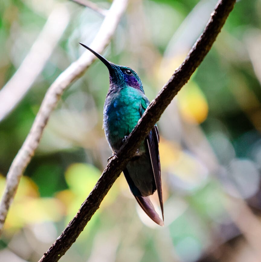 costa rica rundreise monteverde Kolibri-Café