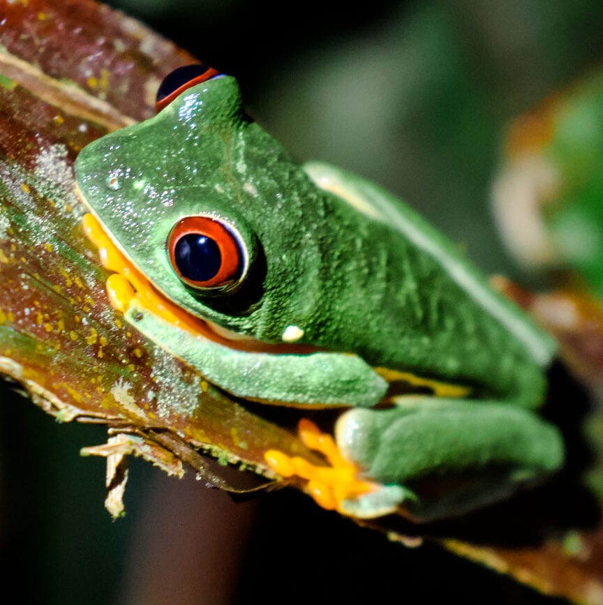 costa rica rundreise Night Walk Santa Elena Reserva 2