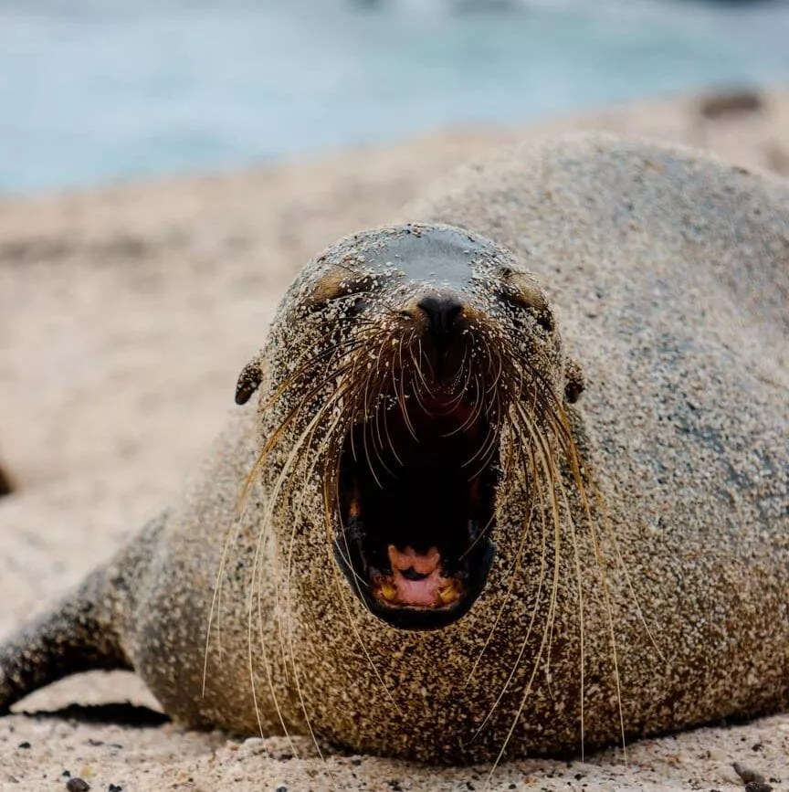 galapagos gaehnender seeloewe galapagos gaehnender seeloewe
