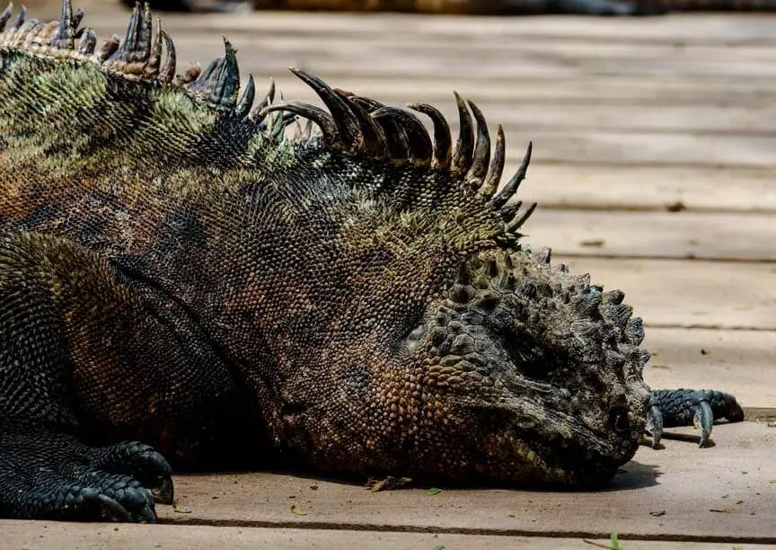 Galapagos Iguana Isla Isabela