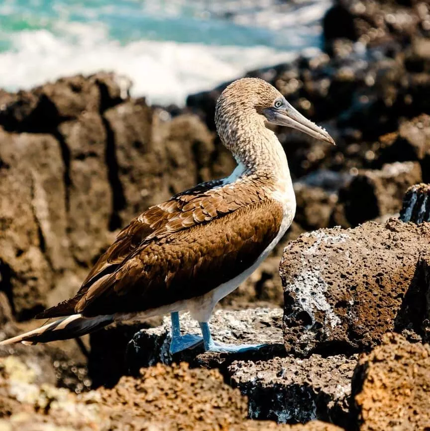 galapagos inseln san cristobal 360 tour 3 galapagos inseln san cristobal 360 tour 3