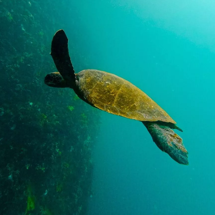 galapagos inseln tauchgang kicker rock galapagos 36 von 48