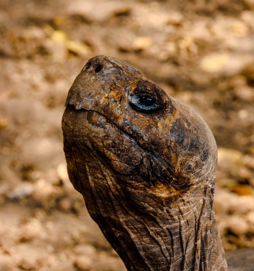 galapagos riesenschildkroete kopf