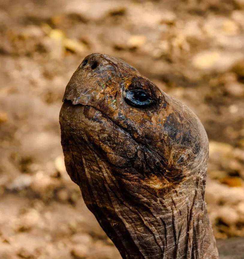 galapagos riesenschildkroete kopf
