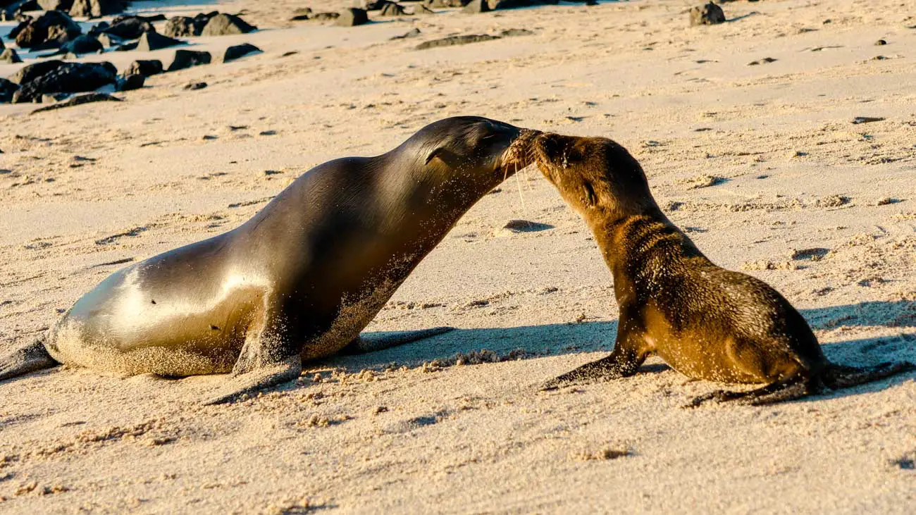 Galapagos Seelöwen Urlaub Erfahrung