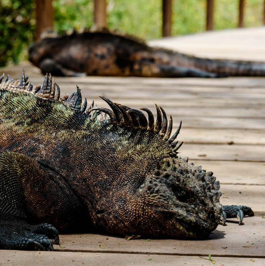 isla isabela galapagos 12 von 70