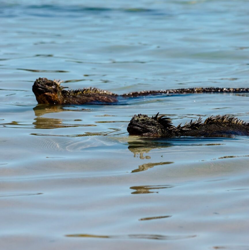 isla isabela galapagos inseln