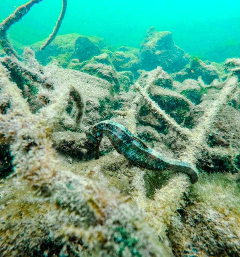 isla isabela galapagos inseln los tunneles tour 11