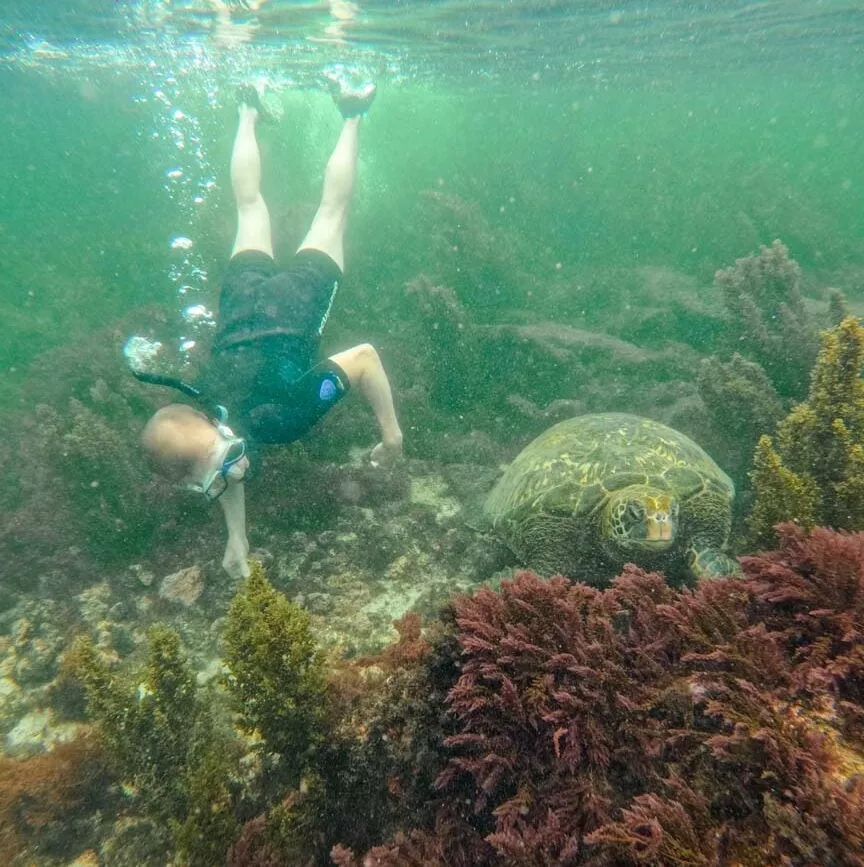 isla isabela galapagos inseln los tunneles tour 5 isla isabela galapagos inseln los tunneles tour 5