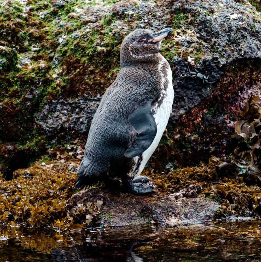 isla isabela galapagos inseln los tunneles tour 6