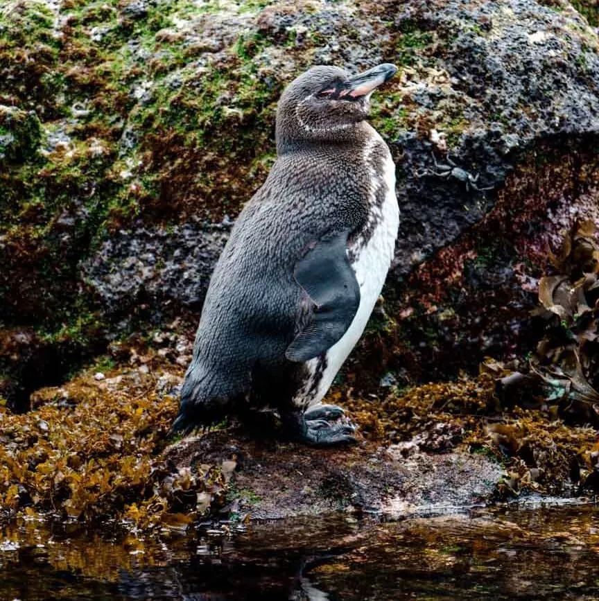 isla isabela galapagos inseln los tunneles tour 6