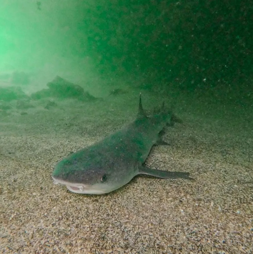 isla isabela galapagos inseln los tunneles tour 8