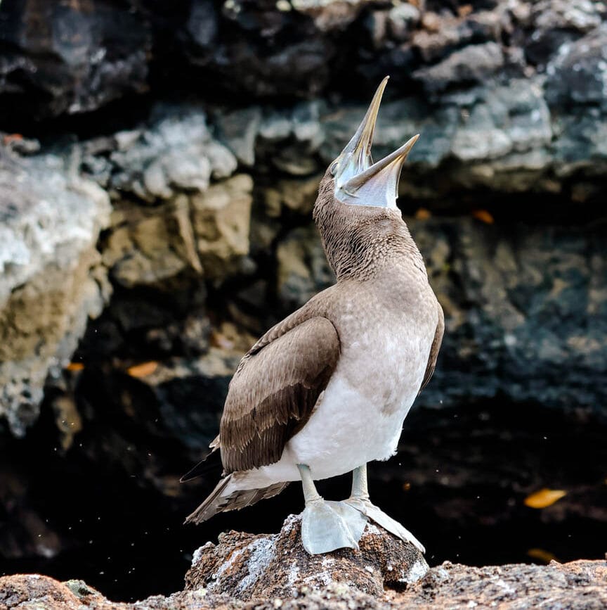 isla isabela galapagos inseln los tunneles tour