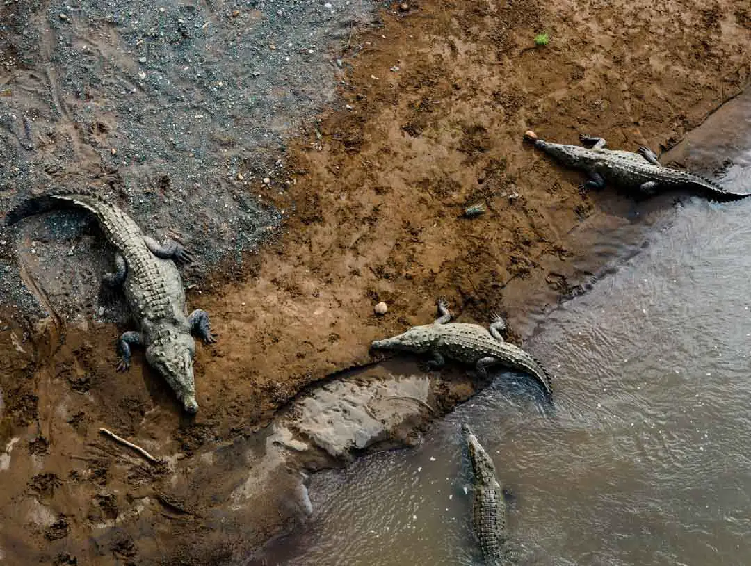 Krokodile beim Tarcoles Fluss Costa Rica