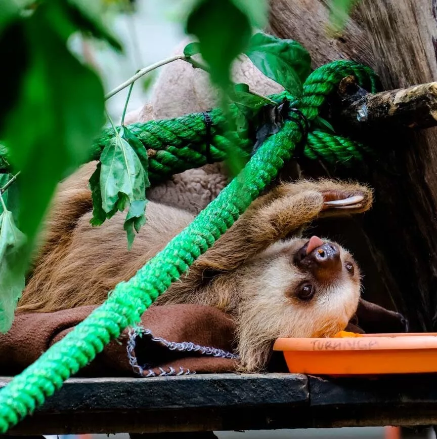 Jaguar Rescue Center Puerto Viejo Costa Rica