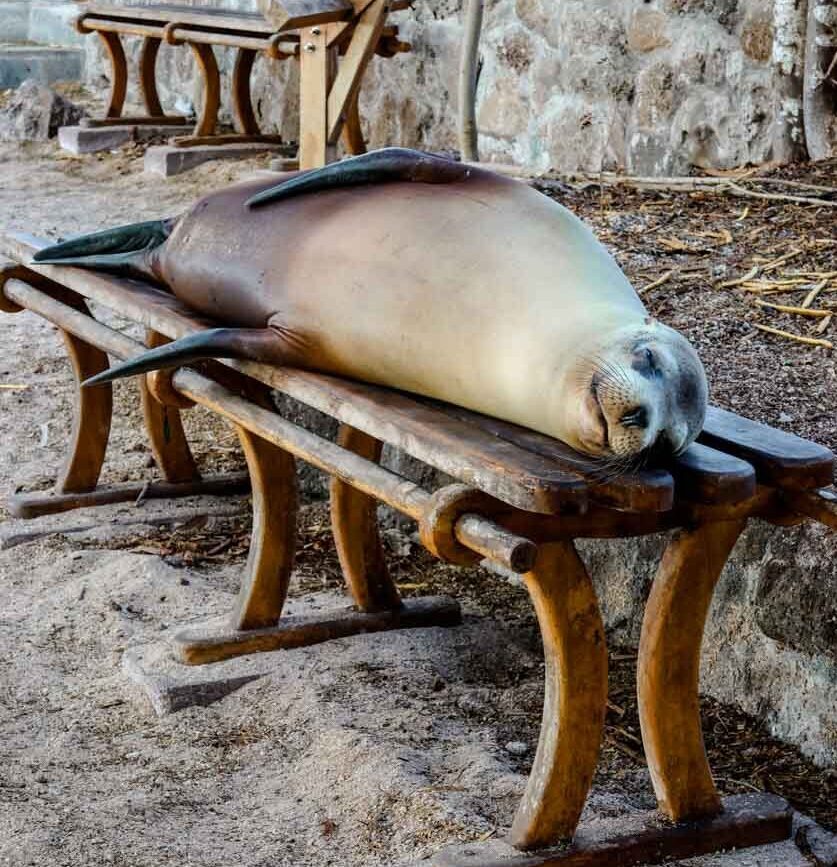 seeloewe auf galapagos insel san cristobal