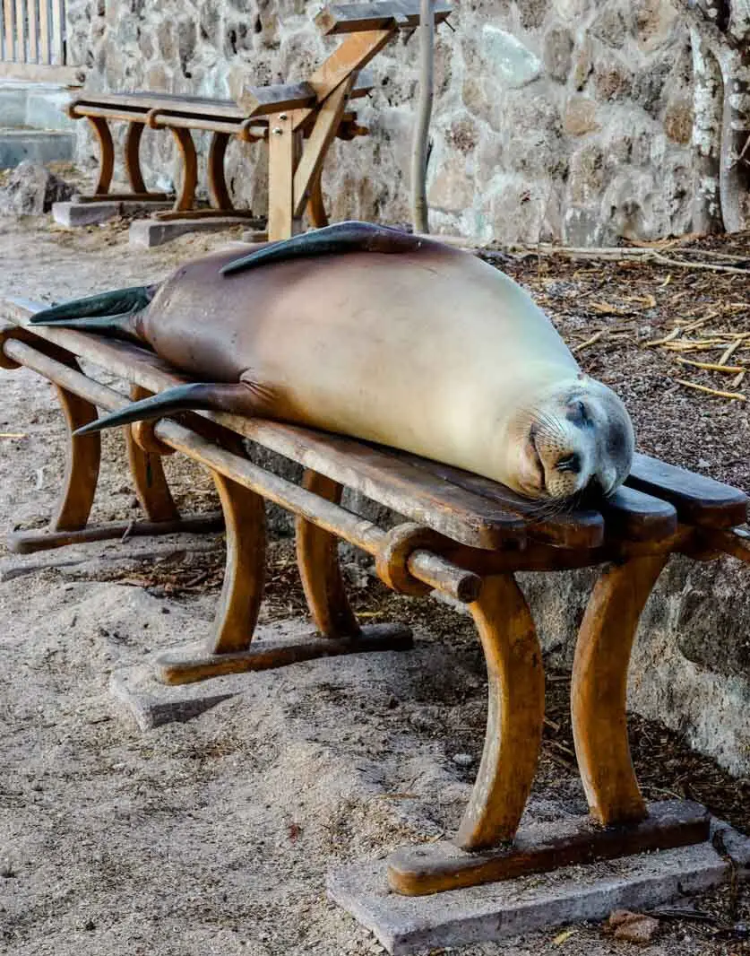 Seelöwe auf Galapagos Insel San Cristobal