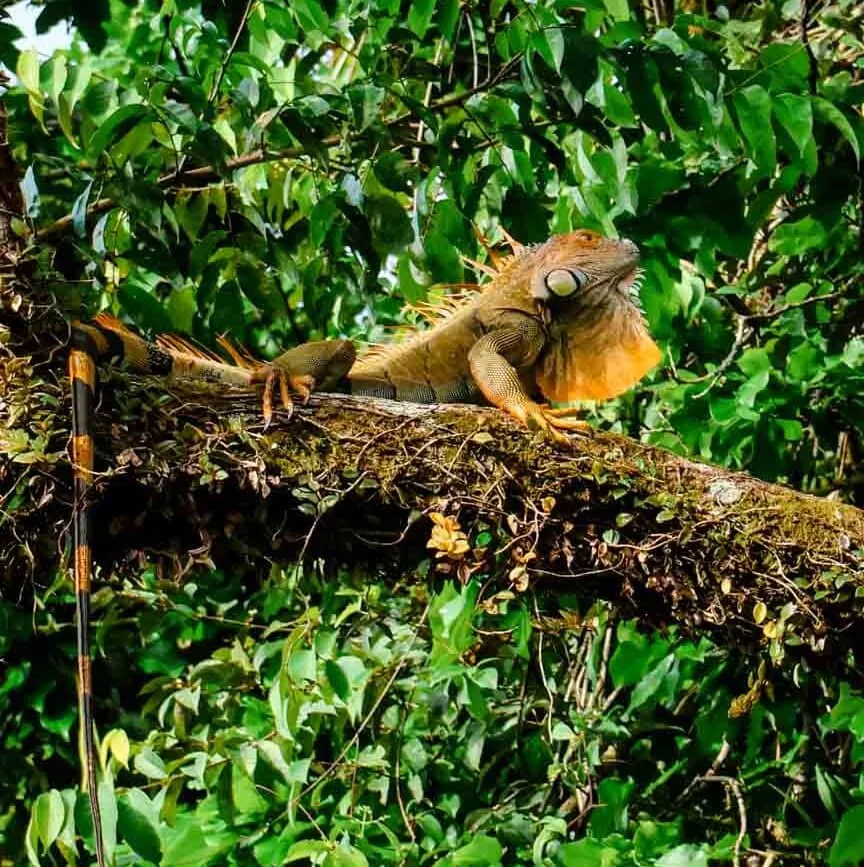 tortuguero nationalpark costa rica iguana Tortuguero Nationalpark Costa Rica Iguana