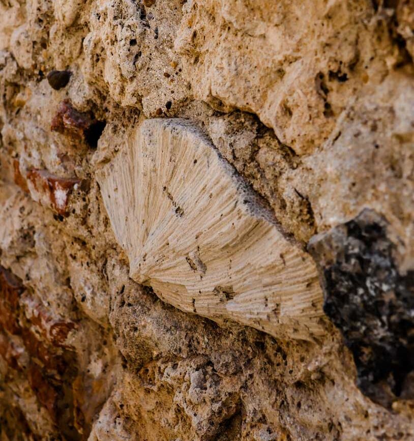 Cartagena Kolumbien Muscheln in Stadtmauer