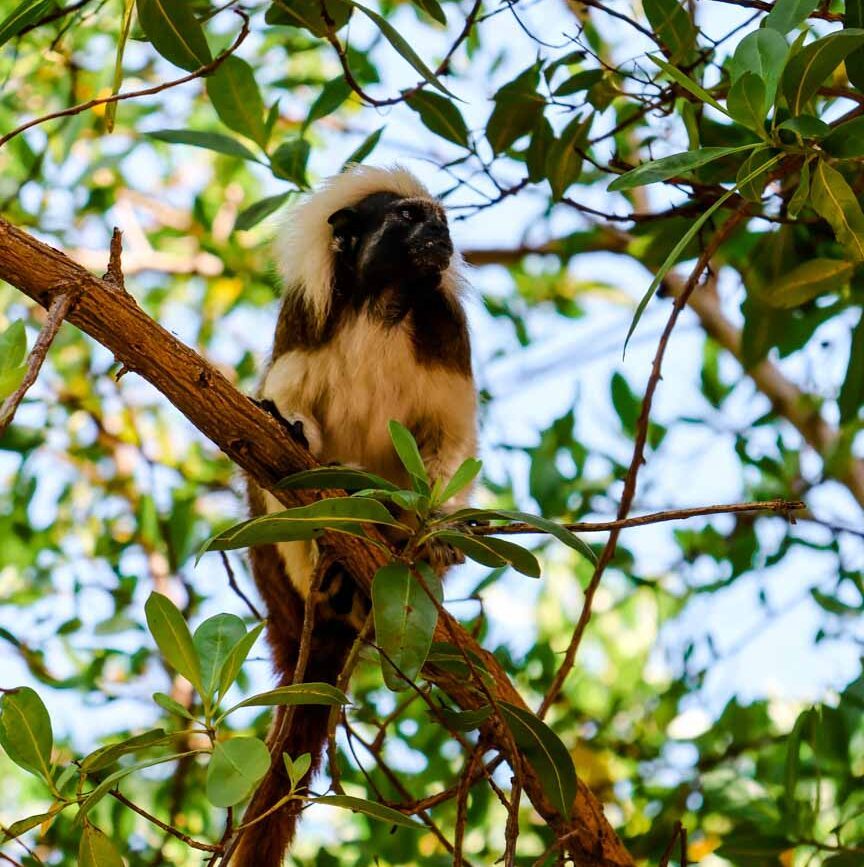 Cartagena Kolumbien Stadtpark affe