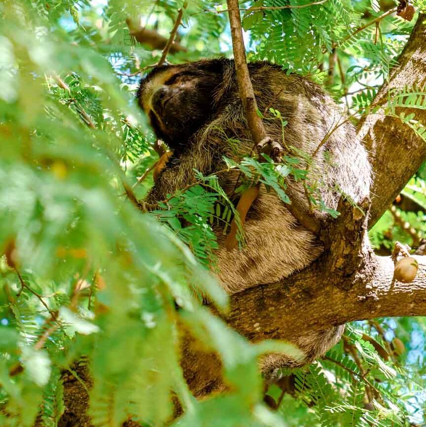 Cartagena Kolumbien Stadtpark Faultier