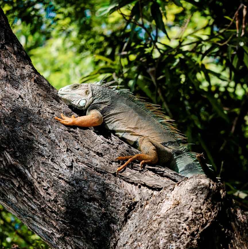 Cartagena Kolumbien Stadtpark Iguana