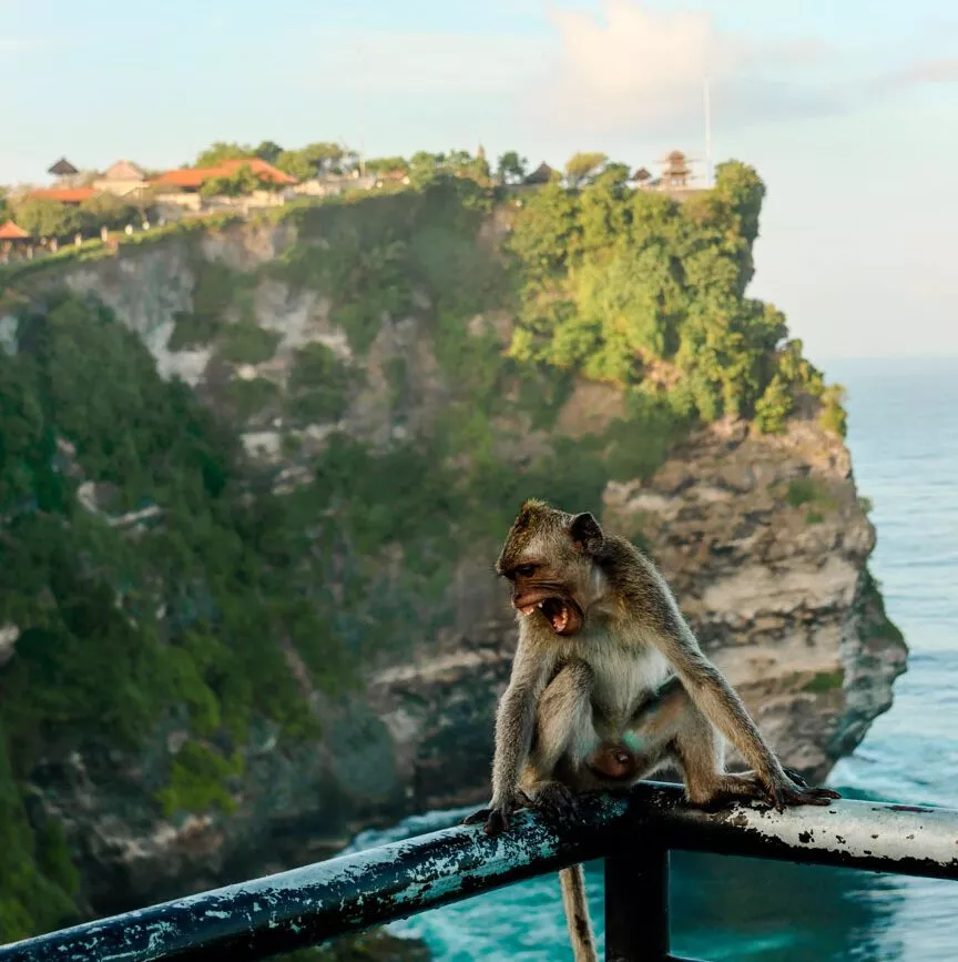 gaehnender affe am pura luhur tempel uluwatu bali