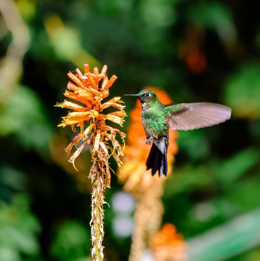 kolumbien cocora tal kolibri