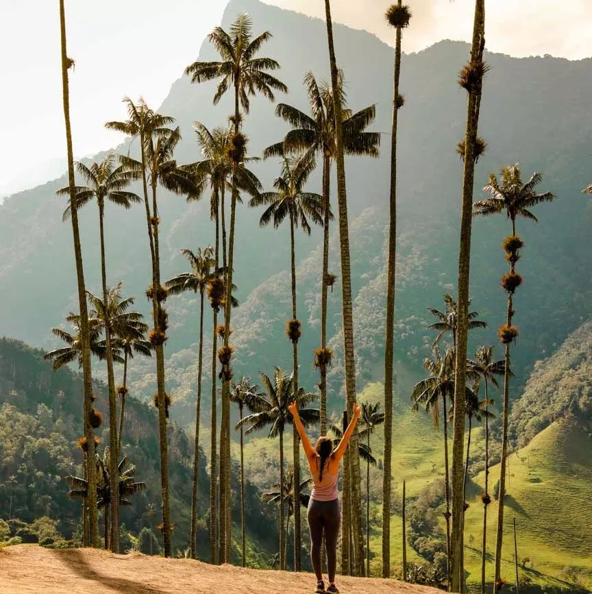 kolumbien cocora tal palmen 2 kolumbien cocora tal palmen 2