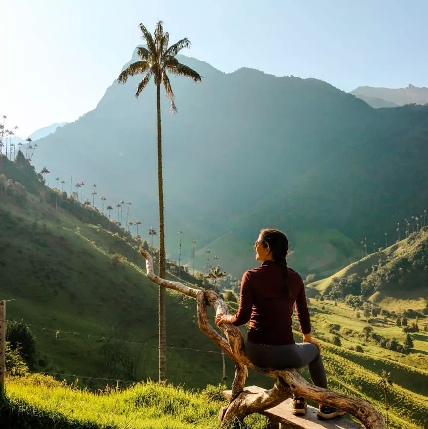 kolumbien cocora tal palmen kolumbien cocora tal palmen