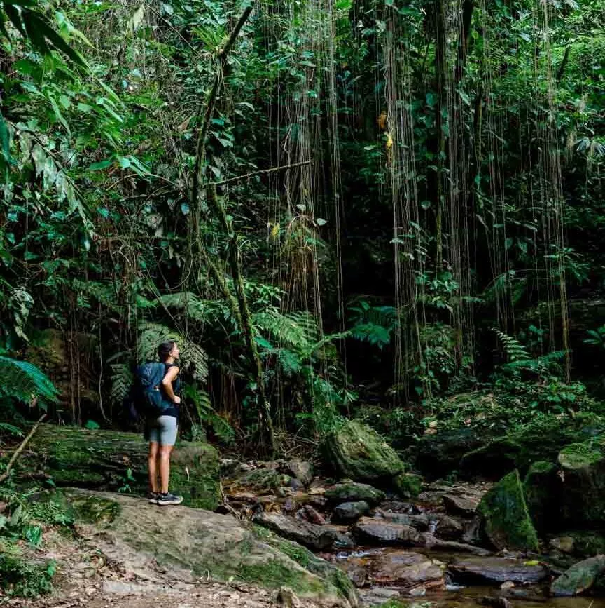 Kolumbien Lost City Trek Wanderung im Dschungel