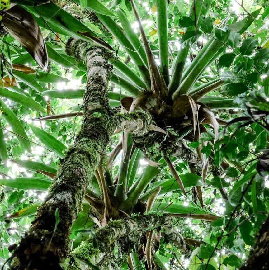 kolumbien salento dschungeltour kolumbien salento dschungeltour