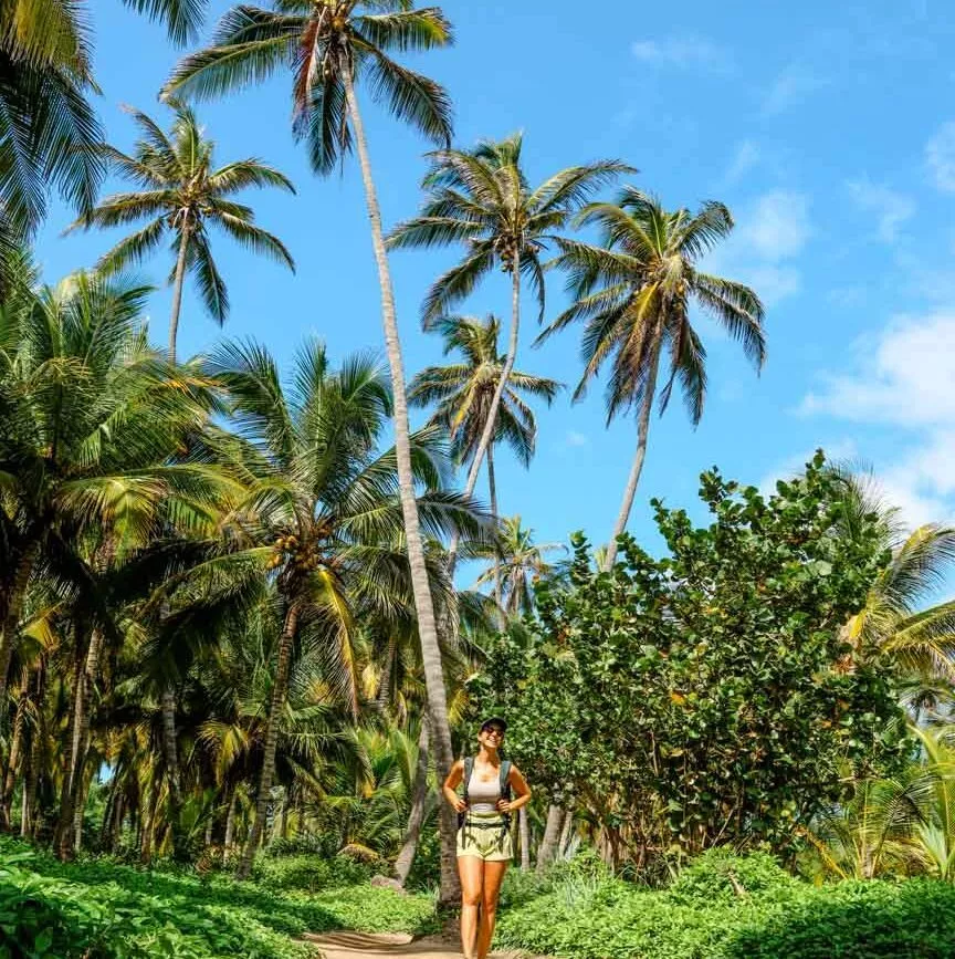 kolumbien tayrona nationalpark palmen kolumbien tayrona nationalpark palmen