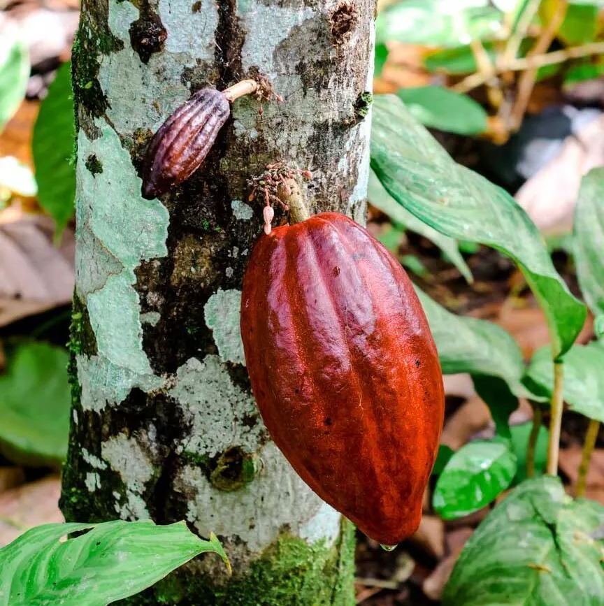 la fortuna costa rica kakaopflanze la fortuna costa rica kakaopflanze