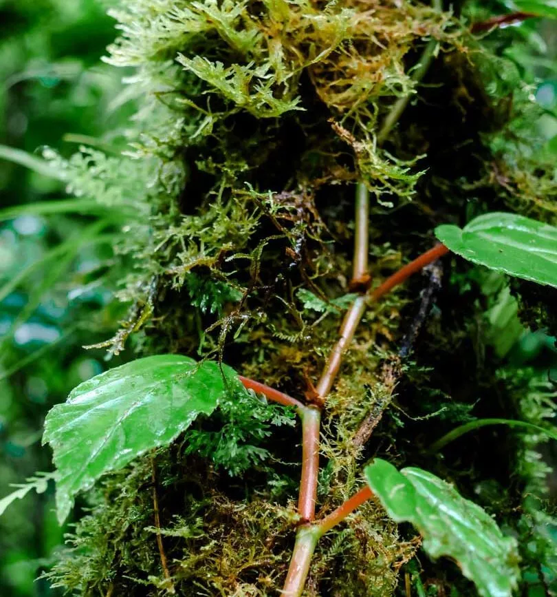 Monteverde Cloud Forest Costa Rica
