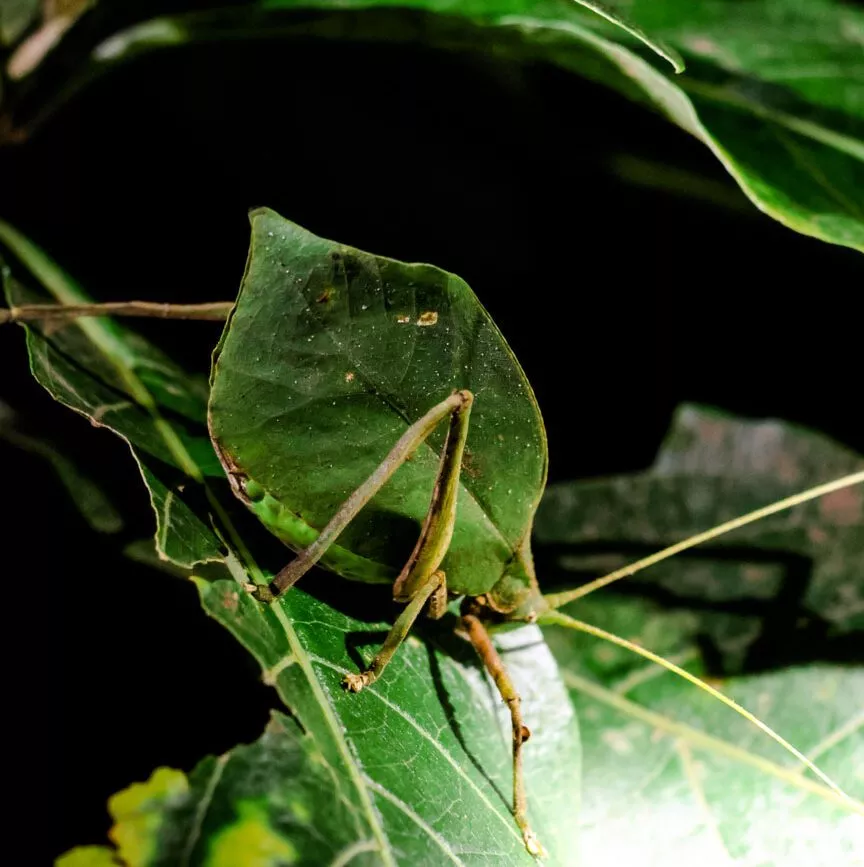 Monteverde Costa Rica Blatt-Insekt