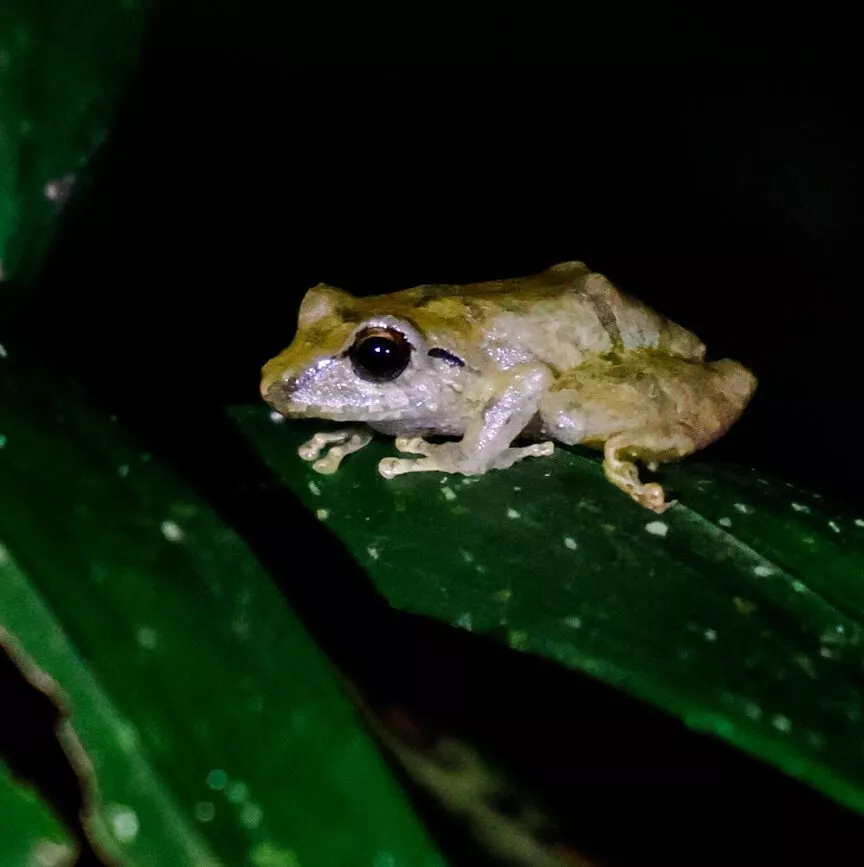 Monteverde Costa Rica Frosch