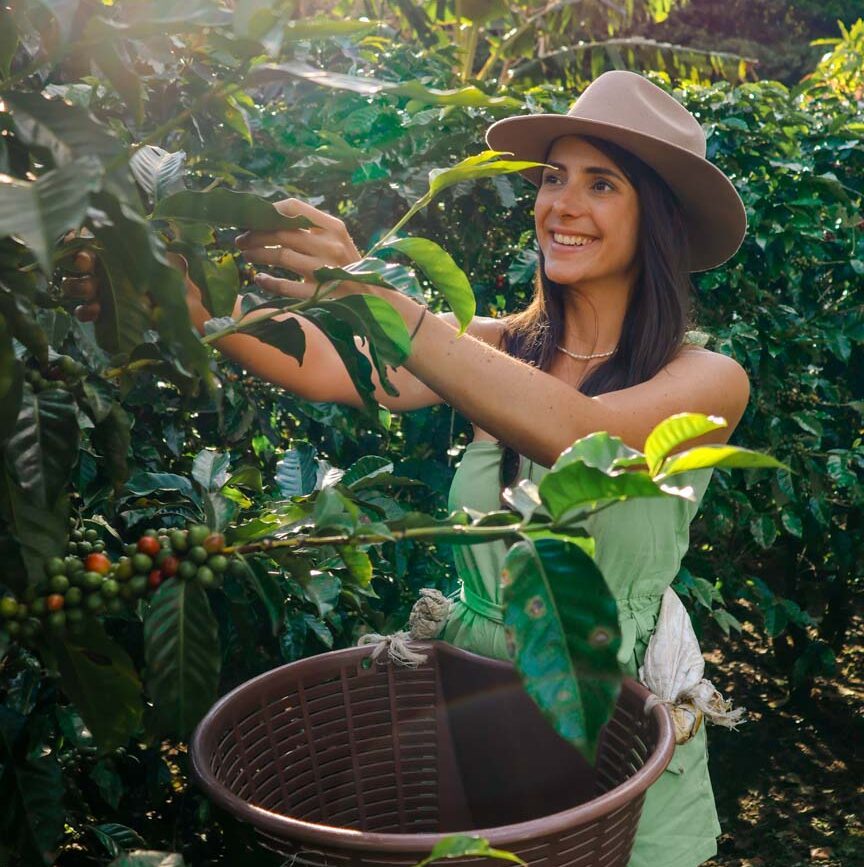 Monteverde Costa Rica Kaffee ernten