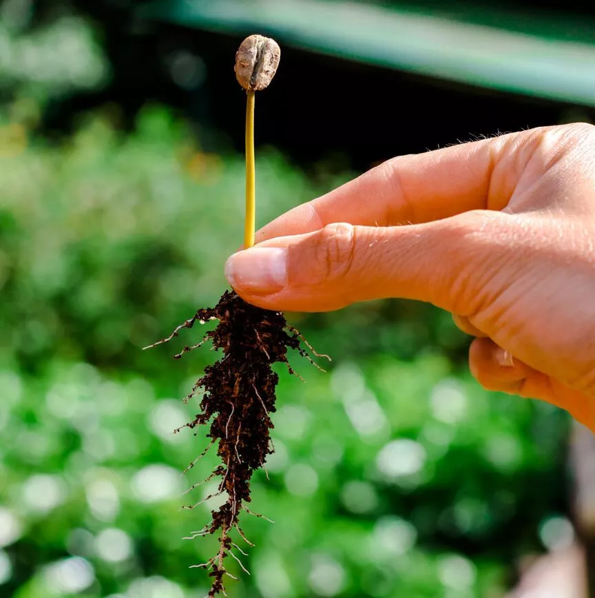 Monteverde Costa Rica Kaffeepflanze