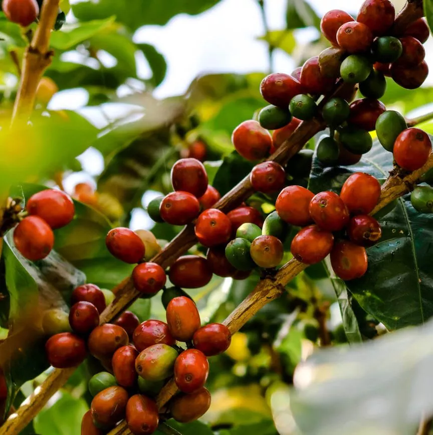 Monteverde Costa Rica Kaffeeplantage