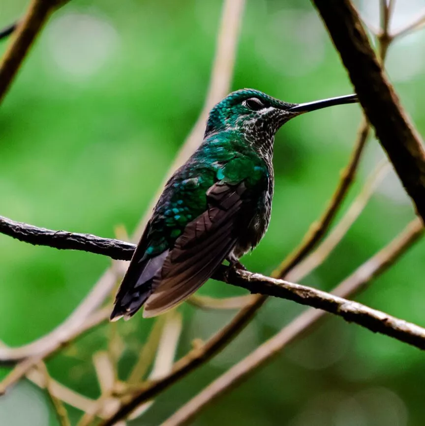 Monteverde Costa Rica Kolibri